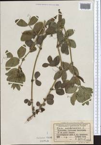Vicia narbonensis L., Middle Asia, Kopet Dag, Badkhyz, Small & Great Balkhan (M1) (Turkmenistan)