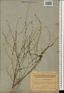Lappula barbata (M. Bieb.) Gürke, Caucasus, Armenia (K5) (Armenia)