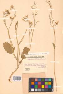 Raphanus raphanistrum L., Eastern Europe, Middle Volga region (E8) (Russia)