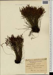 Asplenium septentrionale (L.) Hoffm., Caucasus, Abkhazia (K4a) (Abkhazia)