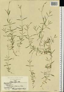 Stellaria longifolia (Regel) Muhl. ex Willd., Eastern Europe, Central region (E4) (Russia)