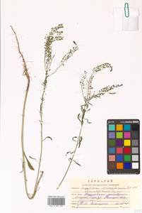 Lepidium densiflorum Schrad., Siberia, Russian Far East (S6) (Russia)