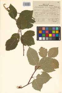 Sorbus alnifolia (Siebold & Zucc.) K. Koch, Siberia, Russian Far East (S6) (Russia)