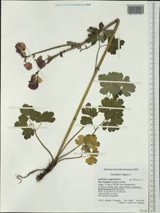 Aquilegia vulgaris L., Australia & Oceania (AUSTR) (New Zealand)