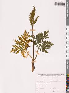 Sceptridium robustum (Rupr.) Lyon, Siberia, Chukotka & Kamchatka (S7) (Russia)