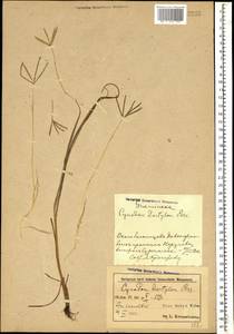 Cynodon dactylon (L.) Pers., Caucasus, Azerbaijan (K6) (Azerbaijan)