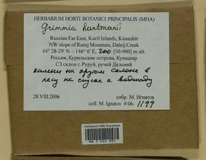 Grimmia hartmanii Schimp., Bryophytes, Bryophytes - Russian Far East (excl. Chukotka & Kamchatka) (B20) (Russia)