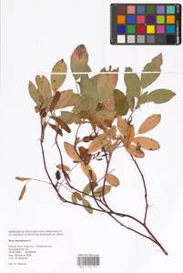 Rosa majalis Herrm., Eastern Europe, Northern region (E1) (Russia)