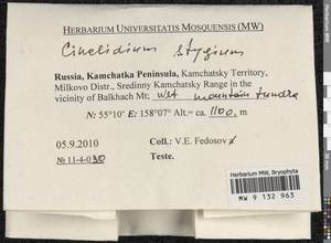 Cinclidium stygium Sw., Bryophytes, Bryophytes - Chukotka & Kamchatka (B21) (Russia)