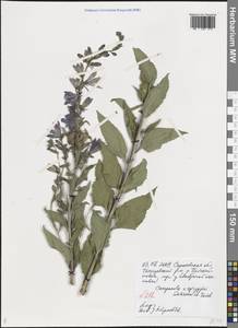 Campanula × spryginii Saksonov, Tzvelev & Bot.Zhurn., Eastern Europe, Lower Volga region (E9) (Russia)