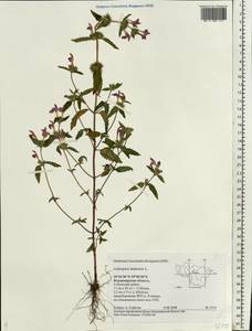 Galeopsis ladanum L., Eastern Europe, Central region (E4) (Russia)