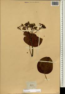 Euphorbiaceae, South Asia, South Asia (Asia outside ex-Soviet states and Mongolia) (ASIA) (Philippines)
