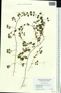 Linnaea borealis L., Eastern Europe, Western region (E3) (Russia)
