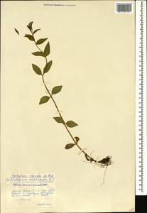 Epilobium algidum M. Bieb., Caucasus, Krasnodar Krai & Adygea (K1a) (Russia)