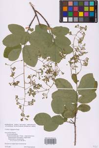 Cotinus coggygria Scop., Eastern Europe, Central region (E4) (Russia)