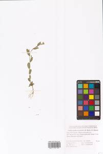 Pseudoarabidopsis toxophylla (M.Bieb.) Al-Shehbaz, O'Kane & R.A.Price, Eastern Europe, Lower Volga region (E9) (Russia)
