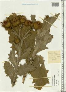 Onopordum acanthium L., Eastern Europe, Central forest-and-steppe region (E6) (Russia)