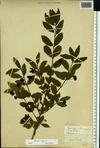 Lonicera nigra L., Eastern Europe, West Ukrainian region (E13) (Ukraine)