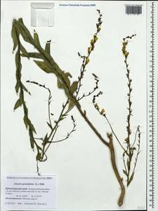 Linaria genistifolia (L.) Mill., Caucasus, Krasnodar Krai & Adygea (K1a) (Russia)