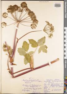 Angelica archangelica L., Eastern Europe, Central region (E4) (Russia)