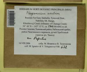 Plagiomnium acutum (Lindb.) T.J. Kop., Bryophytes, Bryophytes - Russian Far East (excl. Chukotka & Kamchatka) (B20) (Russia)