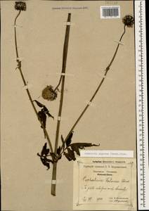 Cephalaria gigantea (Ledeb.) Bobrov, Caucasus, Krasnodar Krai & Adygea (K1a) (Russia)