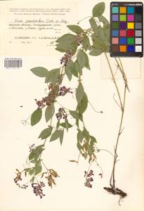 Vicia pseudorobus Fisch. & C.A.Mey., Siberia, Russian Far East (S6) (Russia)