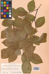 Fagus sylvatica L., Eastern Europe, West Ukrainian region (E13) (Ukraine)