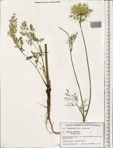 Daucus carota L., Eastern Europe, Belarus (E3a) (Belarus)