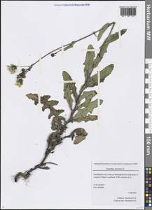 Sonchus arvensis L., Eastern Europe, Eastern region (E10) (Russia)