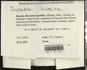 Tortella arctica (Arnell) Crundw. & Nyholm, Bryophytes, Bryophytes - Baikal & Transbaikal regions (B18) (Russia)