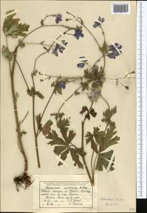 Aconitum nemorum Popov, Middle Asia, Northern & Central Tian Shan (M4) (Kyrgyzstan)