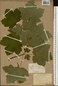 Acer pseudoplatanus L., Eastern Europe, South Ukrainian region (E12) (Ukraine)