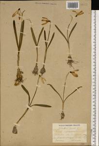 Galanthus nivalis L., Eastern Europe, South Ukrainian region (E12) (Ukraine)