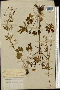 Ranunculus auricomus L., Eastern Europe, Central forest-and-steppe region (E6) (Russia)