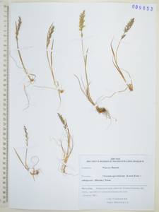 Koeleria subalpestris (Hartm.) Barberá, Quintanar, Soreng & P.M.Peterson, Siberia, Russian Far East (S6) (Russia)
