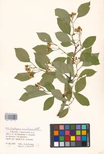 Crataegus rivularis Nutt. ex Torr. & A. Gray, Eastern Europe, Moscow region (E4a) (Russia)