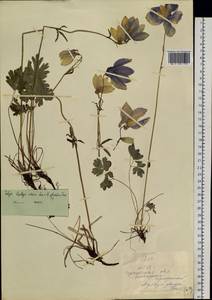 Aquilegia glandulosa Fisch., Siberia, Baikal & Transbaikal region (S4) (Russia)