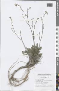 Pimpinella tragium Vill., Eastern Europe, Lower Volga region (E9) (Russia)