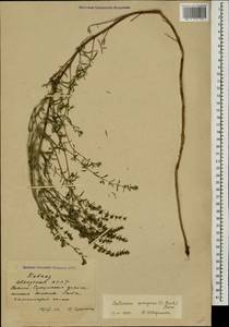 Satureja spicigera (K.Koch) Boiss., Caucasus, Abkhazia (K4a) (Abkhazia)