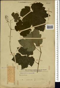 Vitis vinifera L., Caucasus, Azerbaijan (K6) (Azerbaijan)
