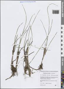 Eriophorum × medium Andersson, Siberia, Yakutia (S5) (Russia)