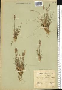Koeleria asiatica Domin, Eastern Europe, Northern region (E1) (Russia)