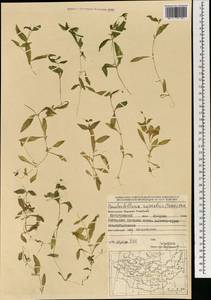 Pseudostellaria rupestris (Turcz.) Pax, Mongolia (MONG) (Mongolia)
