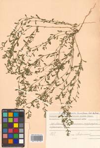 Polygonum humifusum Mert. ex K. Koch, Siberia, Chukotka & Kamchatka (S7) (Russia)