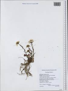 Tussilago farfara L., Western Europe (EUR) (Poland)