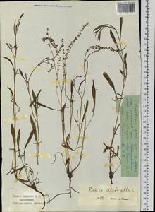 Rumex acetosella L., Siberia, Russian Far East (S6) (Russia)
