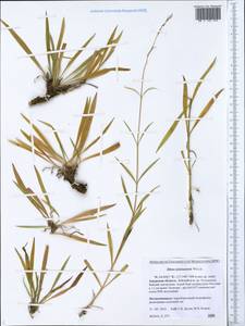 Silene jeniseensis Willd., Siberia, Russian Far East (S6) (Russia)