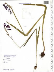 Gladiolus tenuis M.Bieb., Caucasus, Black Sea Shore (from Novorossiysk to Adler) (K3) (Russia)