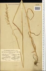 Arrhenatherum elatius (L.) P.Beauv. ex J.Presl & C.Presl., Eastern Europe, South Ukrainian region (E12) (Ukraine)